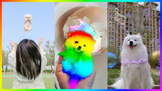 Funny and Cute Dog Pomeranian 2023 😍🐶| Funniest Puppy Videos 🐕 # 384 by Pets Mini 1,171 views 7 months ago 8 minutes, 46 seconds