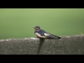 Weanling Watching at Brookdale: Bird's-Eye View