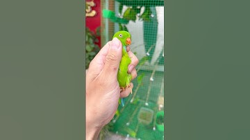 Những chú VẸT LÙN (VẸT ANH VŨ) màu xanh tuyệt đẹp🤩 #đạtbirdtv #birds #aviary #shorts