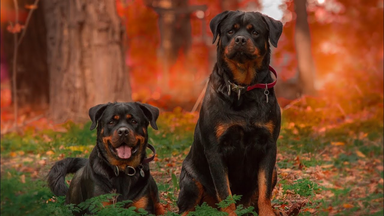 Rottweilers Power, Intelligence and Devotion in Every Shot... YouTube