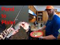 Rainbow trout catch, clean, cook!