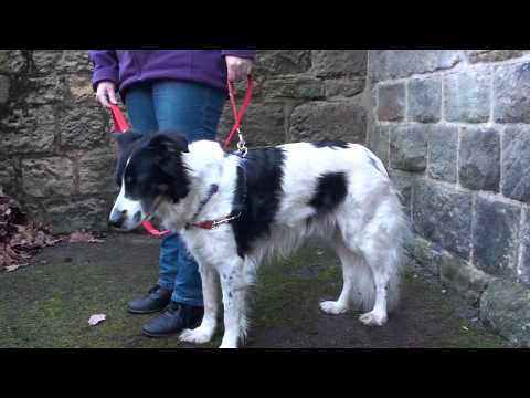using-the-mekuti-balance-harness-to-stop-dogs-from-pulling
