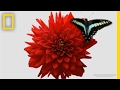 Watch a Delicate Dance Between Flowers and Insects | Short Film Showcase