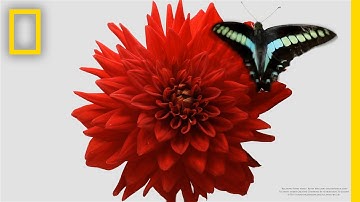 Watch a Delicate Dance Between Flowers and Insects | Short Film Showcase