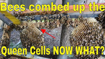 Making your OWN queens! Mating nuc setup - queen cell placement, and more!