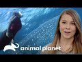 Bindi nada junto a un majestuoso tiburón ballena | Los Irwin | Animal Planet