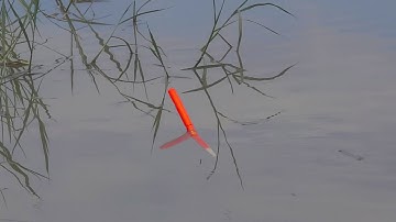 Nước Đục Mồi Trùng Đi Rình Câu Cá Rô Phi Bự