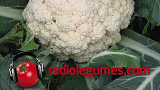 Différence entre le brocoli et le chou-fleur