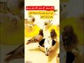 صلوا على النبي احاديث اكسبلور دعاء مستجاب ترند قال رسول لا اله الا الله لايك صلوا على النبي احاديث اكسبلور دعاء مستجاب ترند قال رسول لا اله الا الله لايك