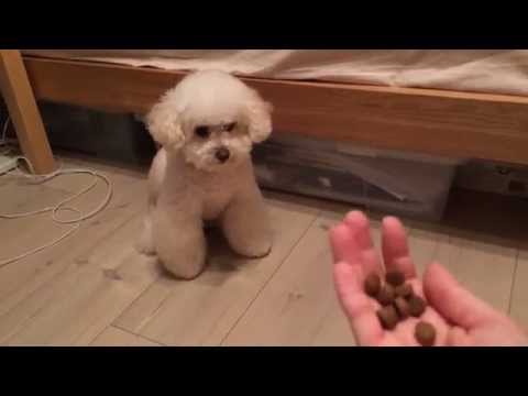 mia-the-toy-poodle-'quite'-patient-for-food