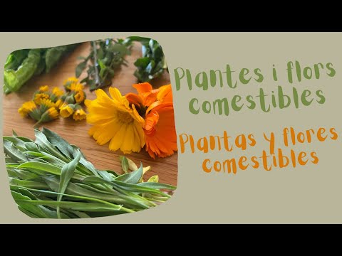 Vídeo: Llavors De Lupí Comestibles