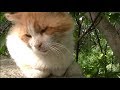 あーにゃんの兄弟猫たち 泣いてしまう 子猫に優しい猫