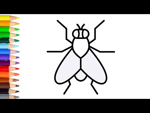 How to draw a fly easy learn drawing step by step with draw easy