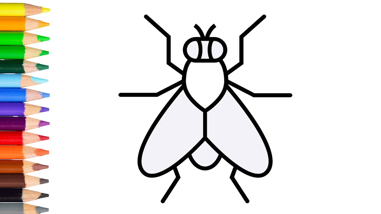 Fly insect sketch or bottle housefly drawing Vector Image