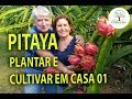 Pitaya em Casa, Veja como Cultivar de forma fácil e correta, parte 01