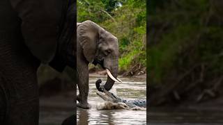 #ElephantVibes #MajesticElephant #WildlifeWonder #JumboJourney #ElephantMagic