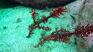 Трубкорыл арлекин, рыба-призрак, ghost pipefish, Scuba diving adventure, exploring