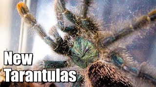 Meet My Tarantulas