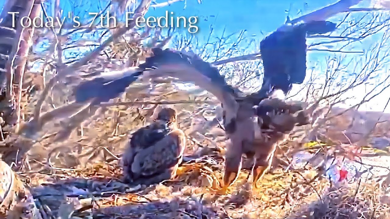 #311🦅🐥45°🐥40°／Winter Park Eagle Nest 2026／Against All Odds:One-Eyed Mom／Wink💗Atlas