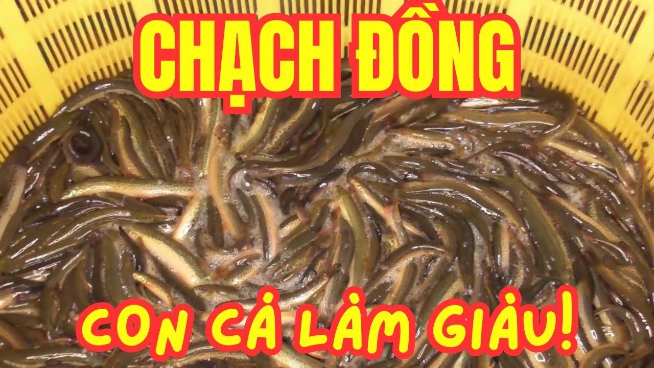 Tại Sao Cá Chạch Đồng Đang Trở Thành “Con Cá Làm Giàu” Của Nhà Nông?