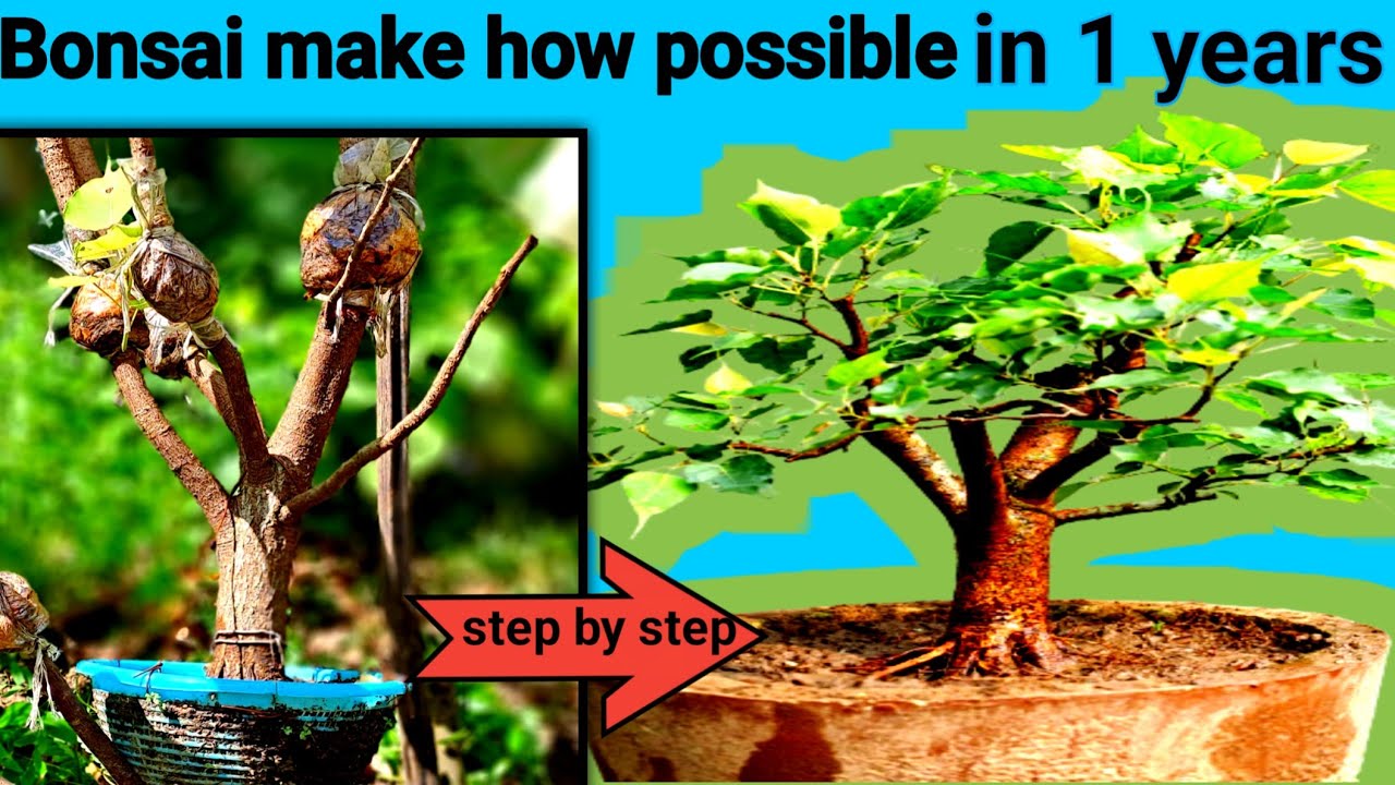 Bonsai Make How Possible In One Years How To Make Bonsai Tree In One