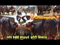 Buy pure nili ravi buffalo for sale sri ganganagar today