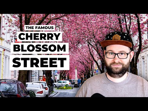Wie die Kirchblüten-Straße in Bonn zum Influencer-Hotspot wurde (Englisch + Untertitel)