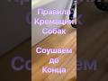 #собаки #регистрациясобак #регистрация #крематорий #новини #новости