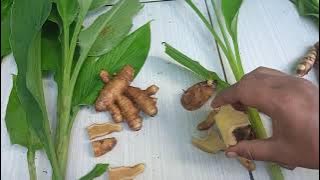 Perbedaan #Temu_Mangga, #Temu_Putih, #Temu_Pepet, #Temu_Hitam dan #Temu_Ireng