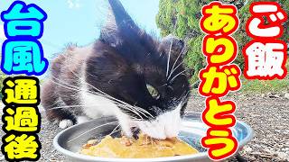 台風通過後に一人で歩いていた猫にご飯をあげると・・・さくらねこへのエサやり【視聴だけでも猫を助けることになります】支援者様 視聴者様 猫たちに神のご加護を！野良猫の感動猫動画