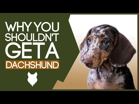 Video: What Should Be A Marble Dachshund