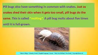 Grade 3 English Language Roly Poly Pill Bug