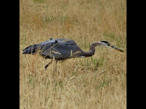 Blue Heron Hunts and Swallows a Gopher - "Gopher it" Salem Oregon July 2021