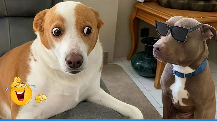 Video 11718681: funny animals funniest cats, dog compilation