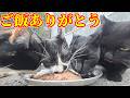公園で生きるたくさんの猫たちにおいしいご飯をあげると・・・ さくらねこたちへのエサやり【視聴だけでも猫たちを助けることになります】支援者様 視聴者様 猫たちに神のご加護を！