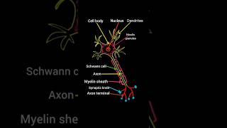 Structure of neuron | neuron diagram |  neuron anatomy | nerve cell diagram #braincells #nerves