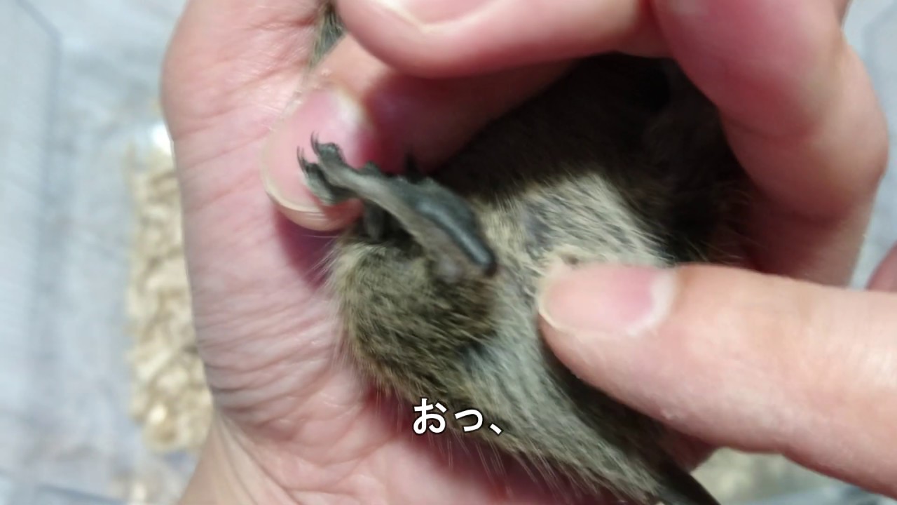 デグー デグーの子供の性別を判断してみた Degu Youtube