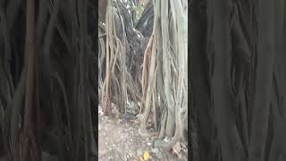 The tree that has many roots in Africa