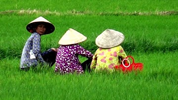 Cuộc sống và sinh hoạt hàng ngày của người nông dân quê tôi, Tri Tôn, An Giang 22/08/2019