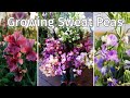 Growing sweet peas  planting and growing for lush beautiful fragrant  blooms