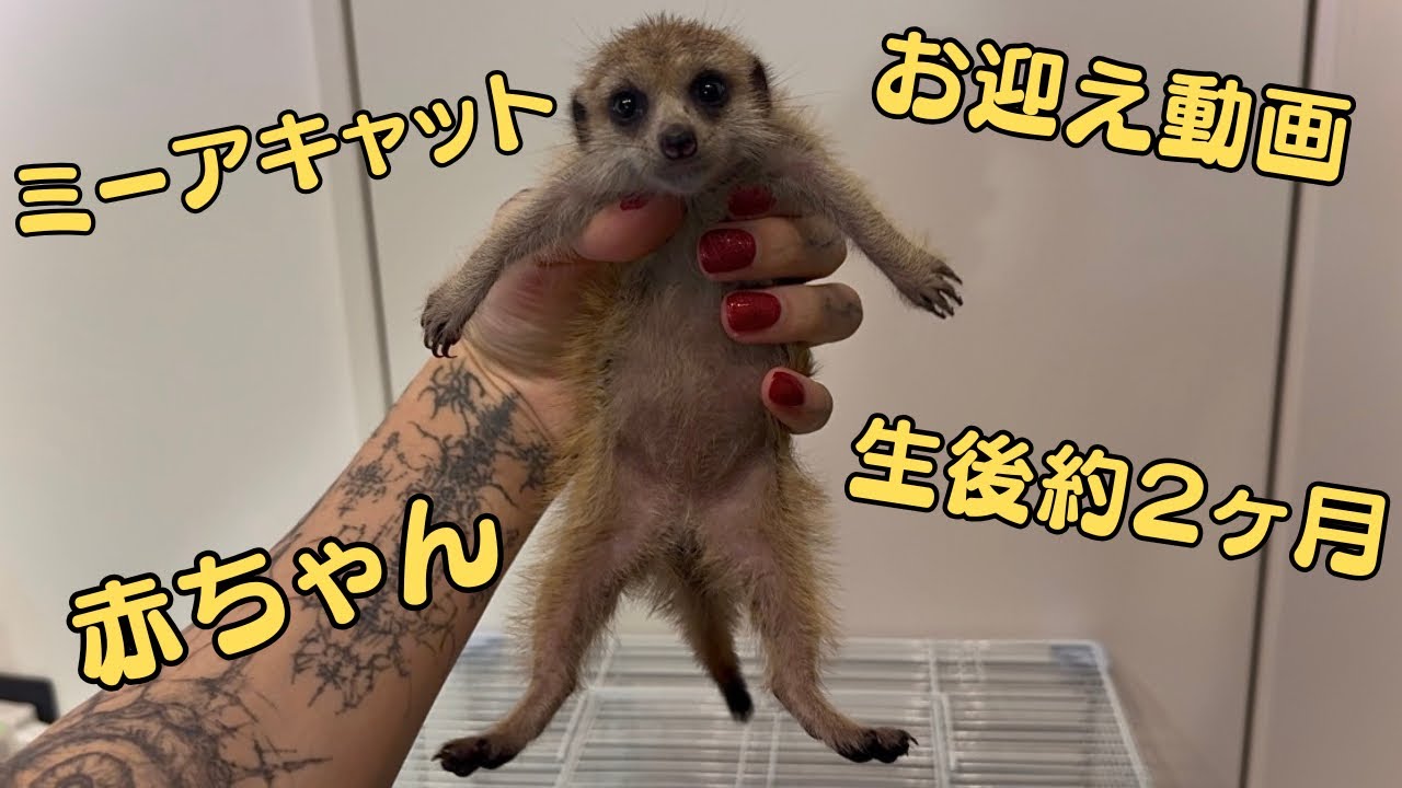 生後約2ヶ月のミーアキャットの赤ちゃんをお迎えしました