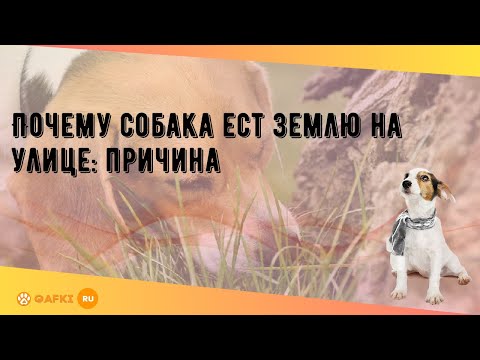 Почему собака ест землю на улице: причина