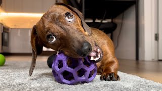 Mini dachshund picks his favorite ball