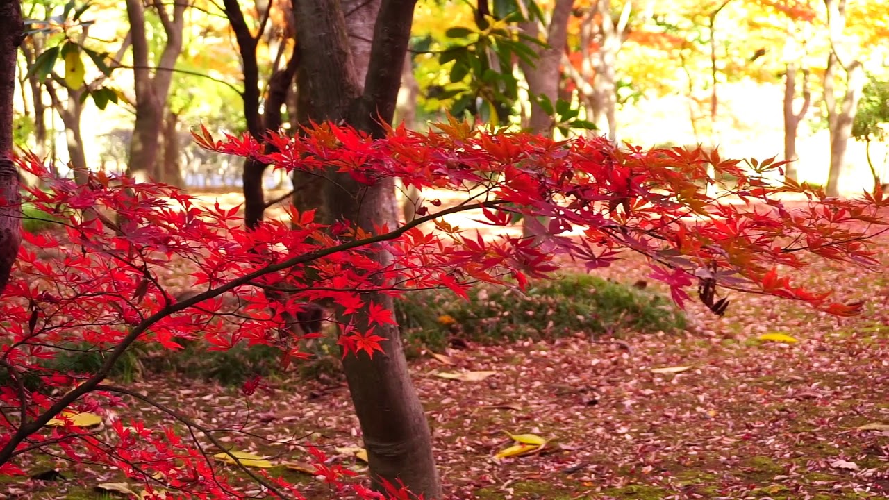 東京北の丸公園 紅葉の見頃 18年 Youtube