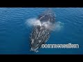Symbiotic relationship | biosky