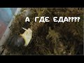 КОРМЛЕНИЕ УЛИТОК / НОВОРОЖДЕННЫЕ УЛИТКИ / ВОРУЮТ ТЫКВУ