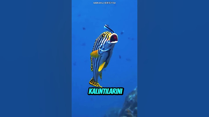 Dişçi Balıklar Gerçekmiş! 🐟🦷