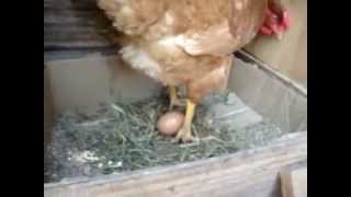 MI Gallina poniendo un huevo!