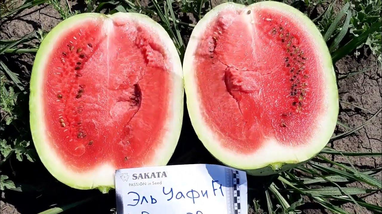 Мраморный арбуз Эль Уафи на подвое Рутпауэр. - YouTube