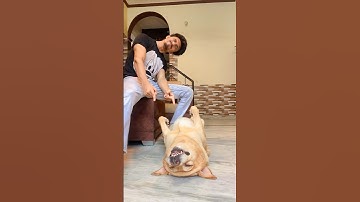 Darru😂 #funnyvideo #talkingdog | Anant rastogi